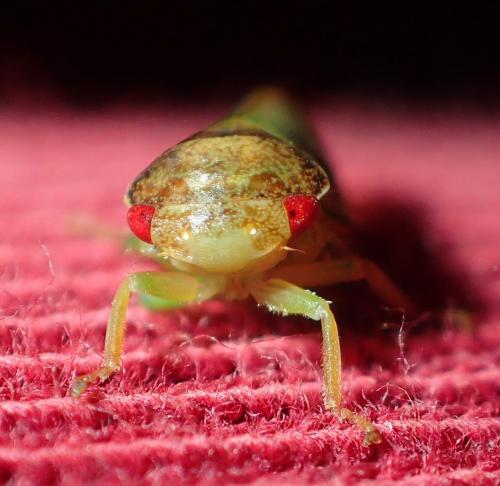Iassus sp.